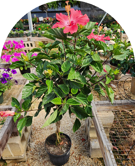 Every-Occasion-Image-02