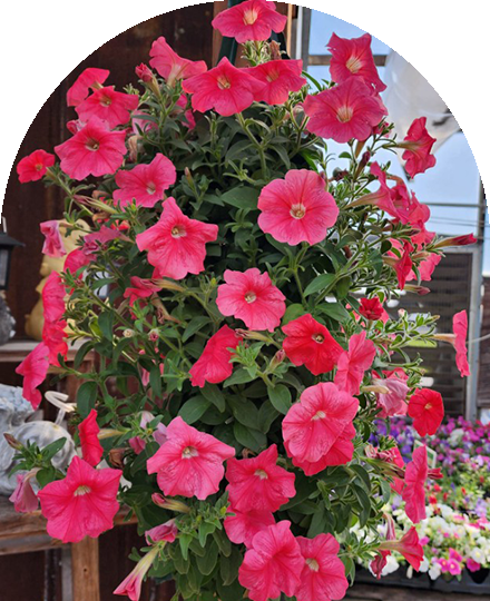 Every-Occasion-Image-03